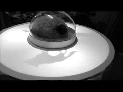 respiri ovattati video