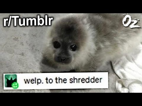 Tumblr Posts For the Shredder (r/Tumblr)