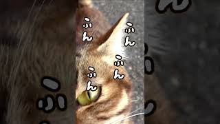 鬼城山の不思議な声の猫