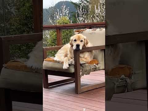 The Most Hilariously Cute Dog #funnydogs#cute#doglover#FunnyCuteDog#AdorablePuppy#FunnyCuteDog