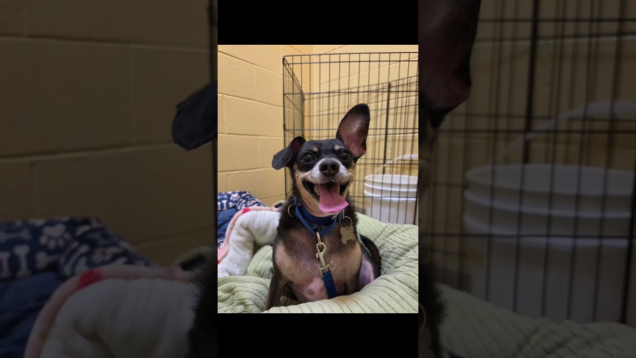 Enlarge Eugene, an adoptable mixed breed in Kennesaw, GA video 6/6