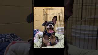 Video preview image #1 Chihuahua-Unknown Mix Puppy For Sale in Kennesaw, GA, USA