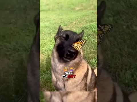Why Malinois Are the Wildest Dogs Ever!