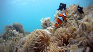 Underwater footage taken by a passenger on our Outer Barrier Reef cruise: The Clownfish is protecting his territory.