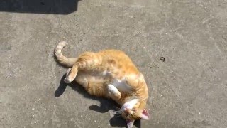 Cute Cat Rolling Around