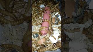 Download lagu Kasih Makan Ulat Pakai Sosis Enak #sosis #ulat #shorts mp3