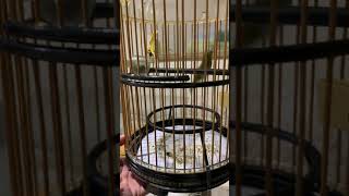 Download lagu Puteh Buka on my hand holding the cage mp3