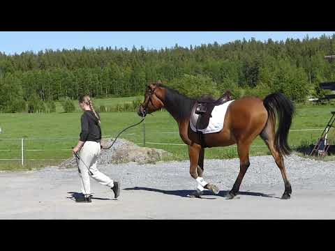 Hermes by Elle Narcisse (US) har publik av betesstona, 10 juni 2022