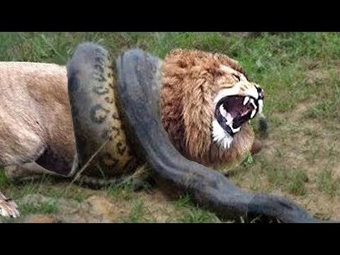 Leão protege seus irmãos de Anaconda,Cobras, Ratos, lagarto, águia
