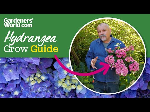 Hydrangeas | EVERYTHING you need to know about growing hydrangeas