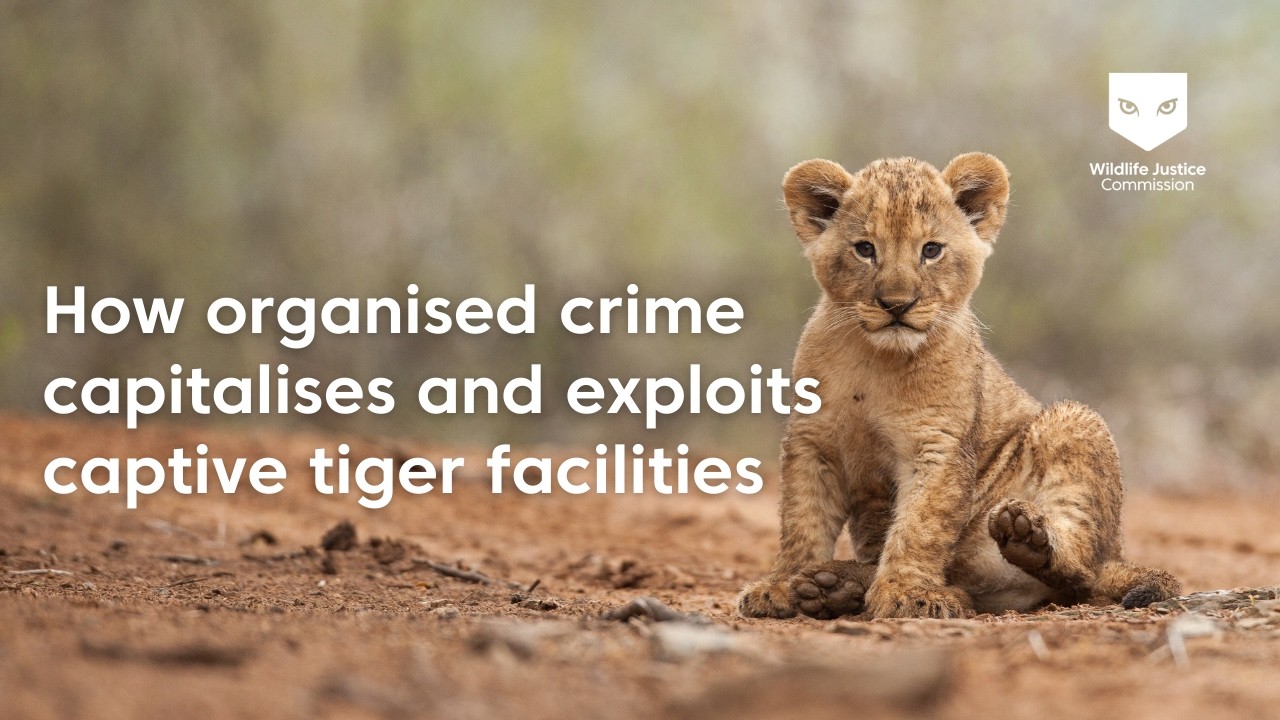 To skin a cat: How organised crime capitalises and exploits captive tiger facilities