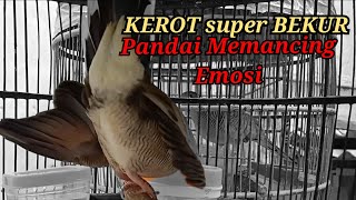 Download lagu Suara perkutut lokal gacor NGEROT super Bekur ini Paling pintar membuat perkutut lain Bunyi Emosi mp3