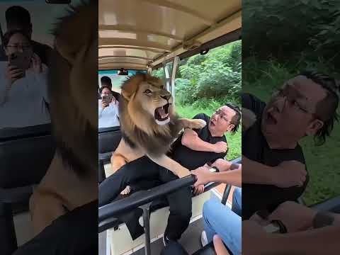 📢 العنوان: 🐅😱 نمر أم كلب؟ مفاجأة لا تُصدق في النهاية! 😂🐶