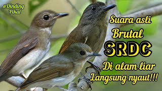 Download lagu SUARA PIKAT DAN MASTERAN BURUNG SRDC(sikatan rimba dada coklat) RIBUT DI ALAM LIAR mp3
