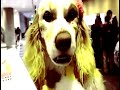 Buttercup S Anthro Northwest 2019 Vlog Colorized Effects