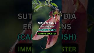 Download lagu Healing from South African Soil, Acupharm Celebrates Heritage Braai Day mp3