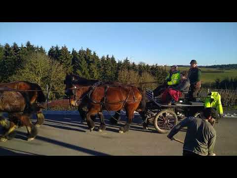 Vierspänner - Lehrgang