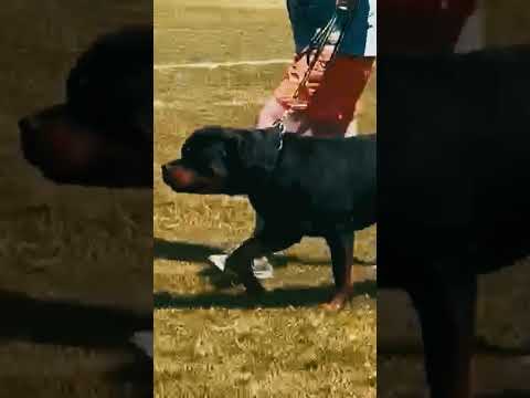 Rottweiler puppy for sale
