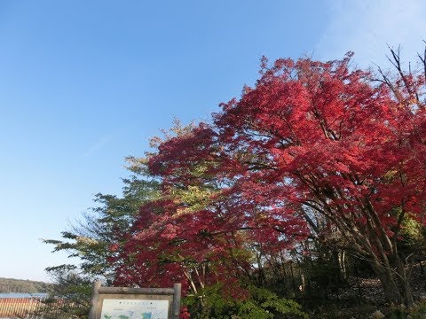 多摩湖周辺の紅葉
