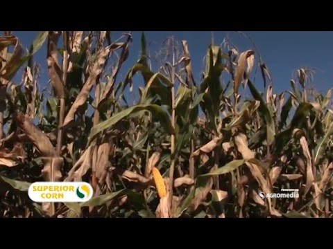 Kakva su iskustva ratara koji su sejali LK hibride kukuruza 447