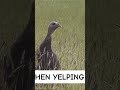 Turkey Calling Clinic Turkeyhunting Turkeycalling Calling Spring Hen Yelp