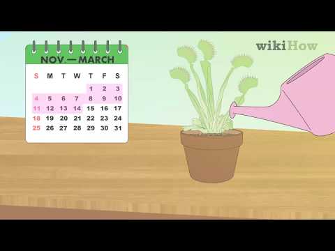 How to Care for Venus Fly Traps