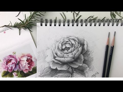 Pencil Drawing Flowers-Peony-Tutorial Step by Step.