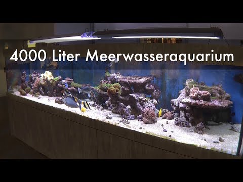 3800 Liter Meerwasseraquarium | 1000 gallons reef tank