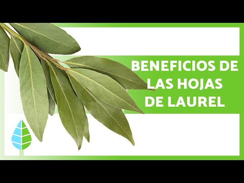 What are bay leaves good for? 🌿 (Properties, Benefits and How to Take Them)