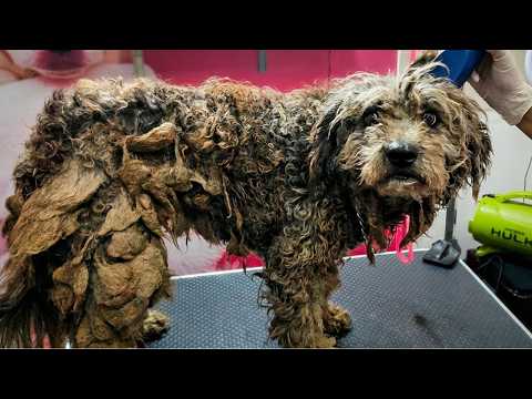 Poor Matted Dog Gets Her Life Back | Before & After