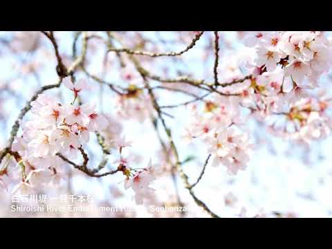 19　白石川堤一目千本桜