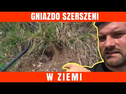 HORNET NEST in the ground  -pest control -WASP -HORNET