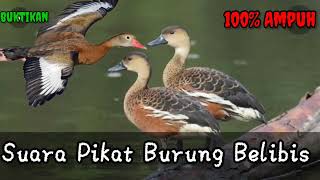 Download lagu Suara pikat burung belibis mp3 Download lagu Suara pikat burung belibis mp3