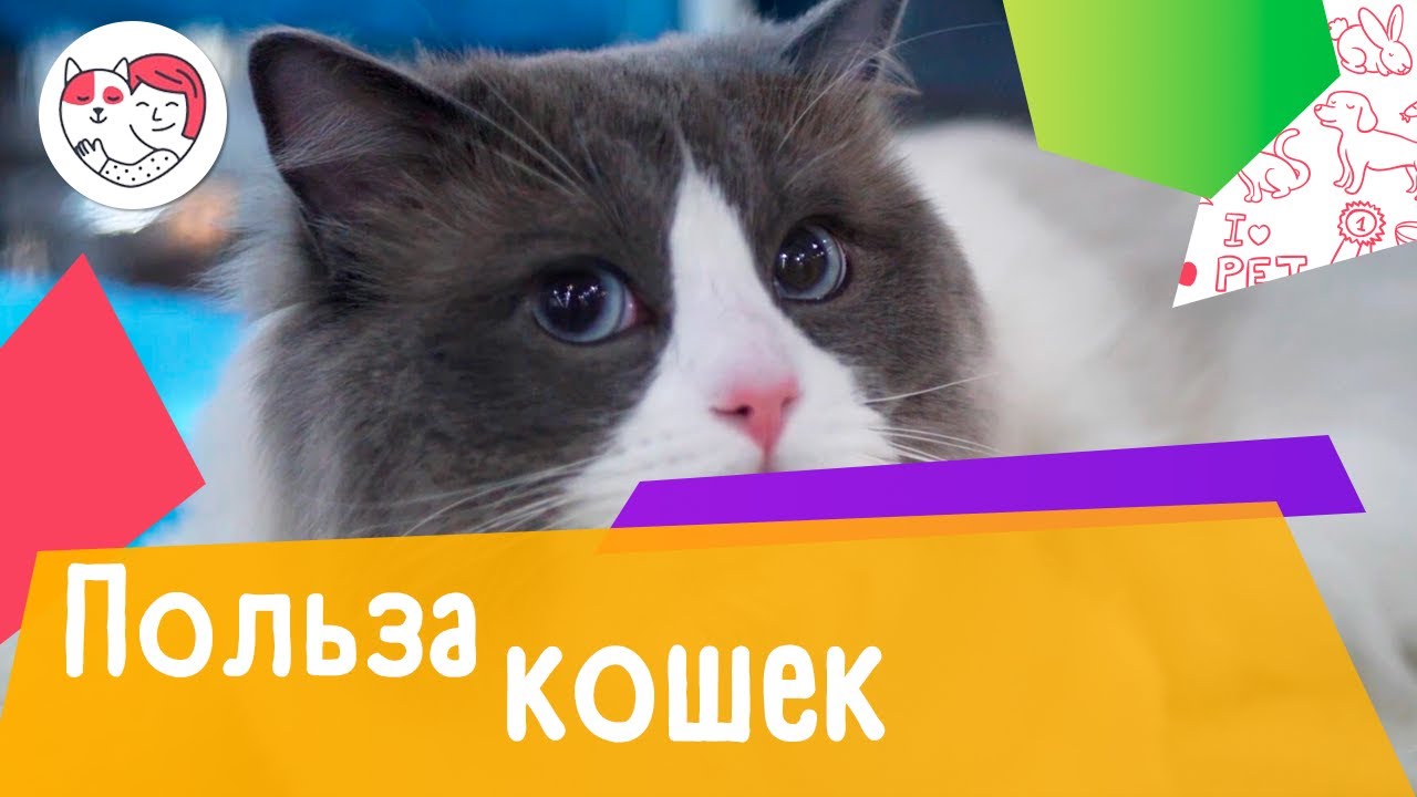 5 доказательств того, что кошки полезны для здоровья человека