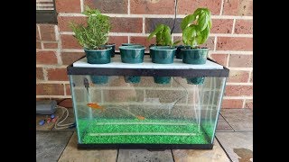 DIY Aquaponics Aquarium Project