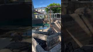 Cage of death, Crocosaurus Cove Darwin. Prepare to hold ya breath!