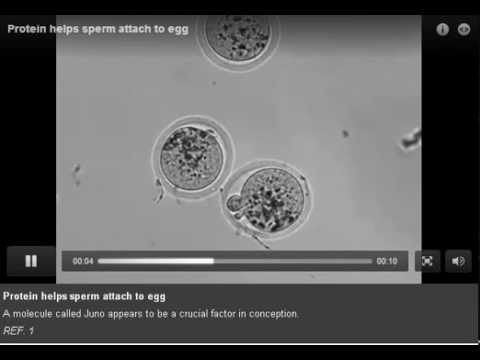 Sperm meets egg: protein essential for fertilisation discovered