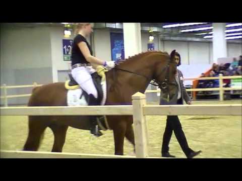 Womanlover Hannoveraner Hengst Top Horse of the Year 2012