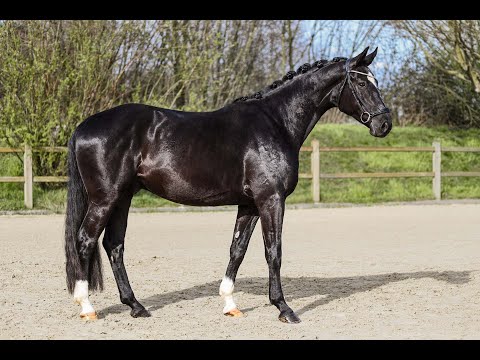 Falco - Wallach - 2020 geboren (Flashback x Freudenstern)