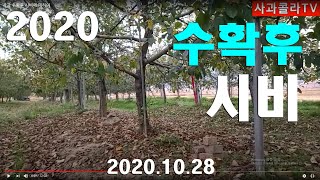 갈반 심한 과수원 수확후 무엇을 해야하나.감홍 고두병 방제는 ?