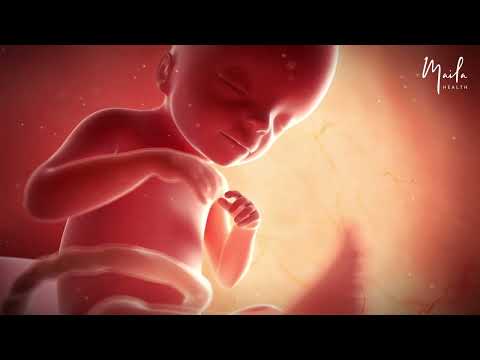 21 Weeks of Pregnancy | Second Trimester | Fetal Stage