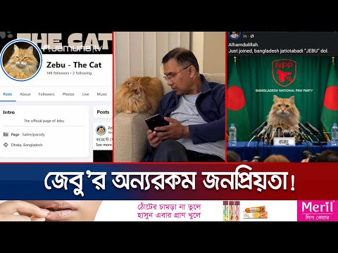 Tarique Rahman's family cat Jebu has also gained popularity | Jebu The Cat | Jamuna TV