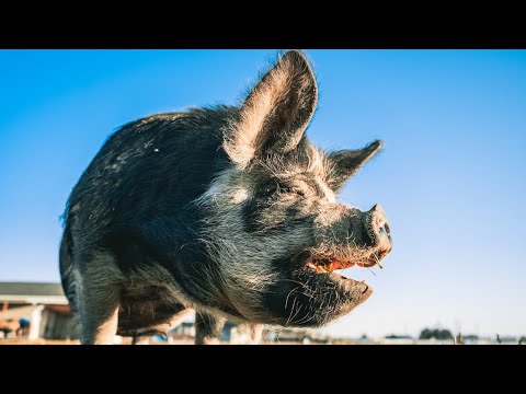 PIG SOUNDS * What a Wonderful World * ANIMAL SOUNDS