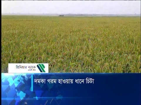 দমকা গরম হাওয়ায় ধানে চিটা