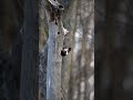 Red-Headed Woodpecker vs Starling #shorts #viral #nature #woodpecker #starling #fight #birds