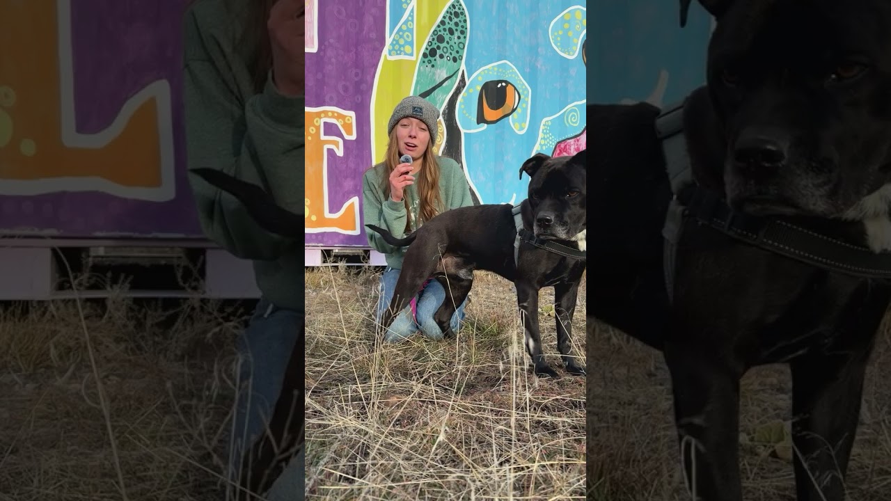 Enlarge ROCKY, a Adoptable mixed breed in Pagosa Springs, CO video 6/6