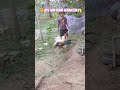 UPPSS ADA AYAM BERANTEM GAYS Shorts Fypシ