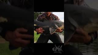 PIRARARA PRETA Ja pegou uma assim ? E na Ultralight ??