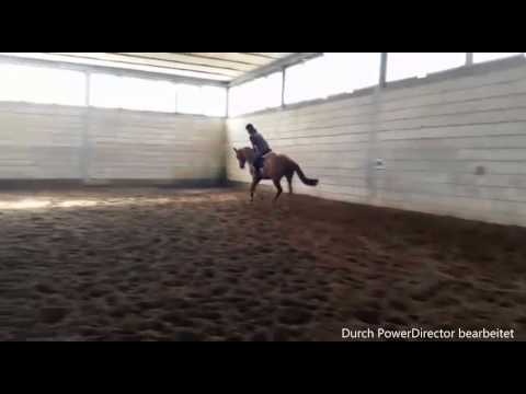 5-jährige Stute v. Nimroy B x Zenturo x Landstreicher