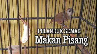 Download lagu Pelanduk Semak Di Kasih Makan Pisang Cepat Gacor mp3